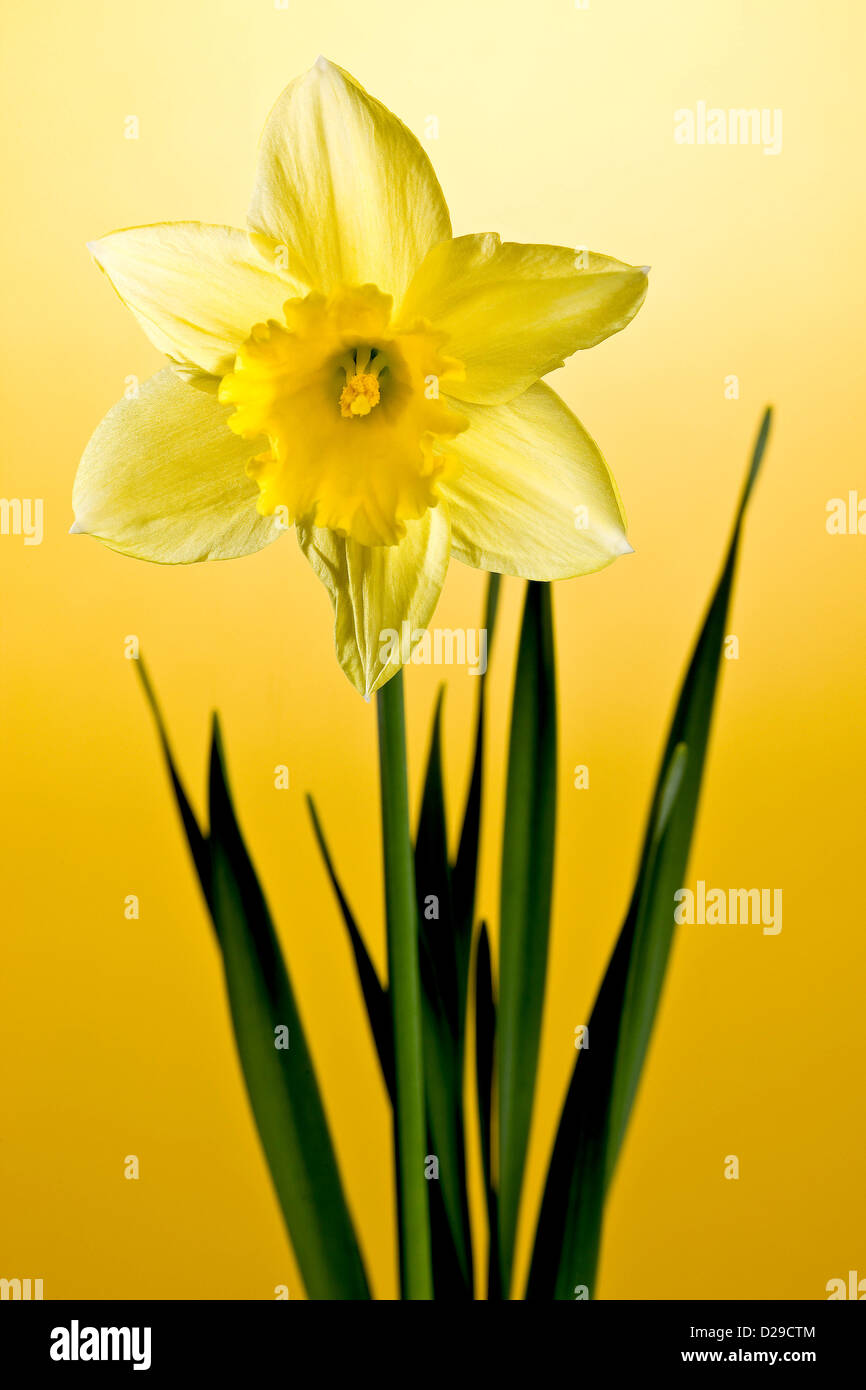 Daffodil su sfondo giallo Foto Stock