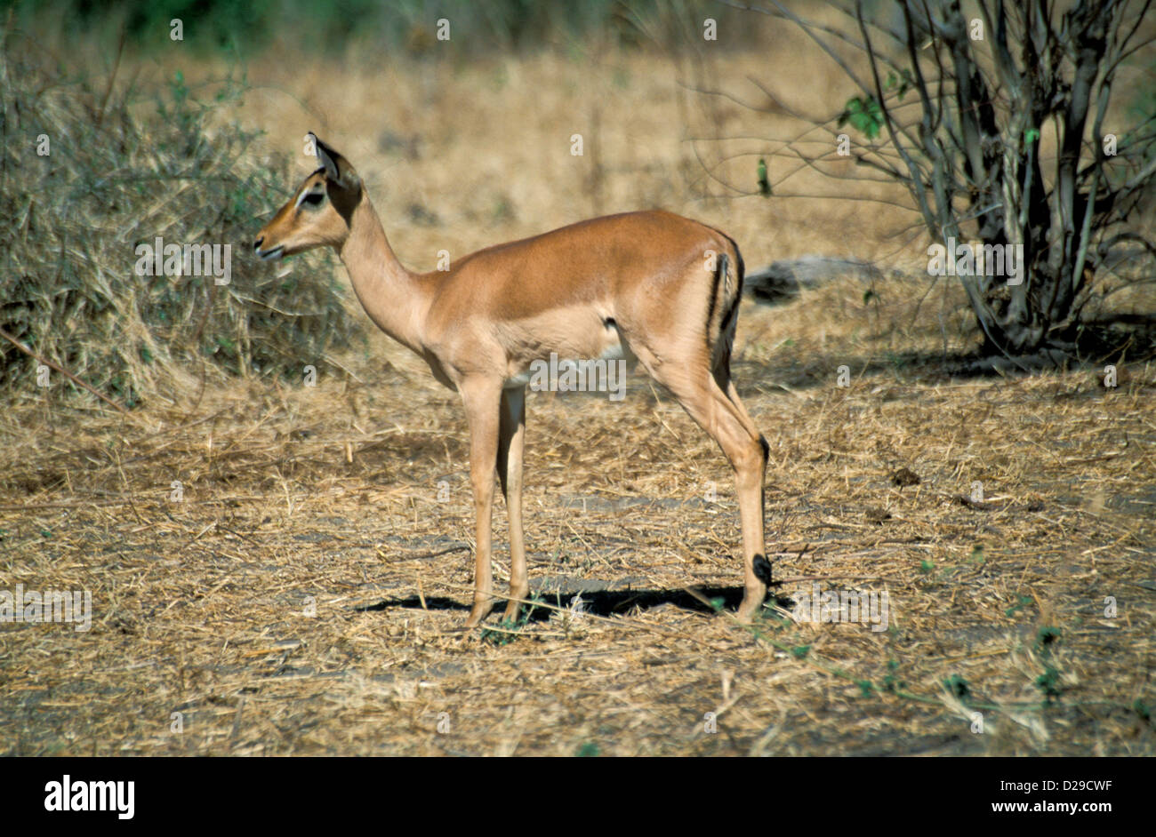 L'Africa. Il Botswana. Chobe National Park. Impala. Foto Stock