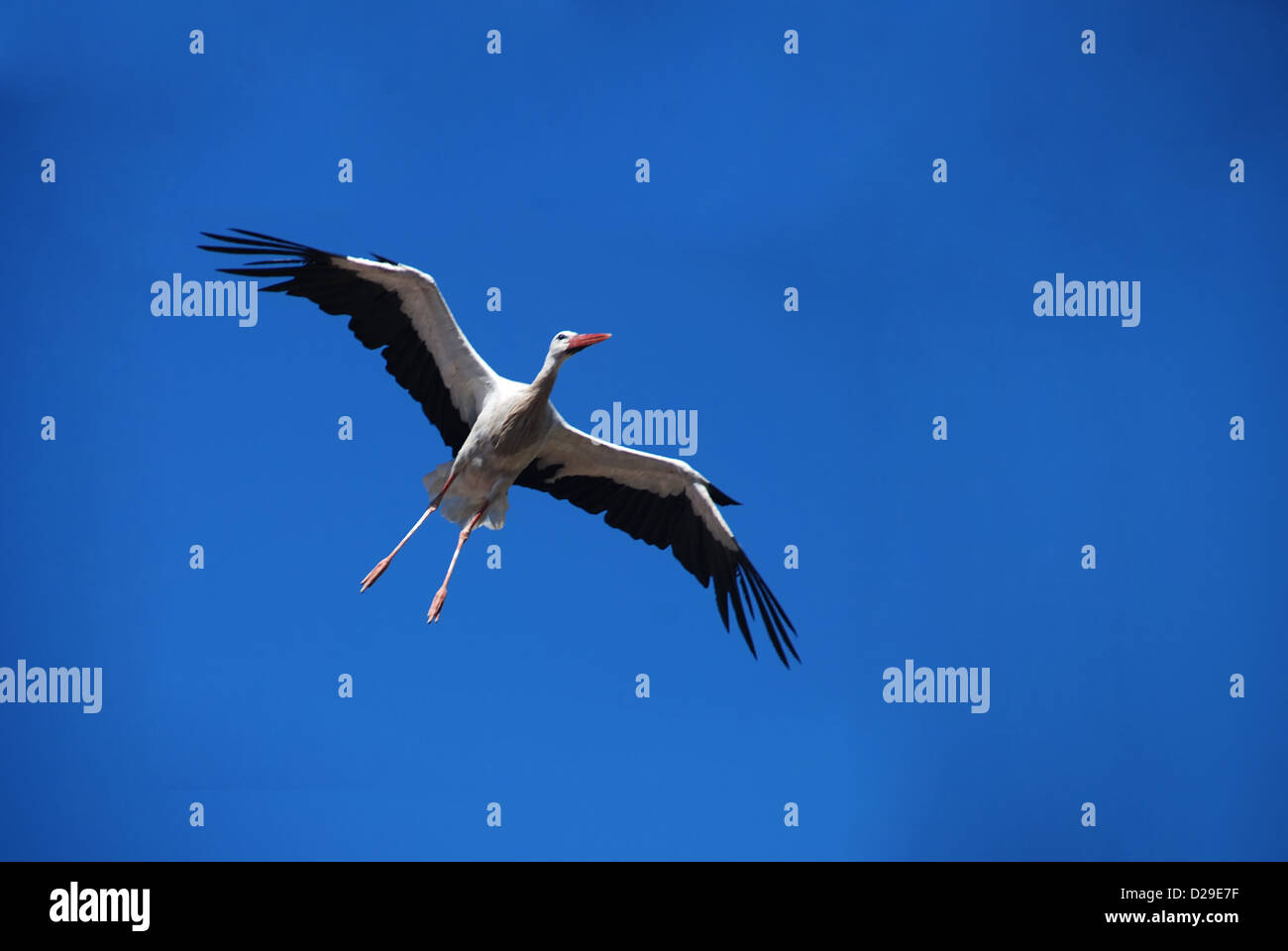 Cicogna bianca in volo Foto Stock