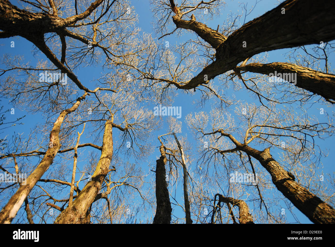 Albero di quercia rami proteso verso il cielo Foto Stock