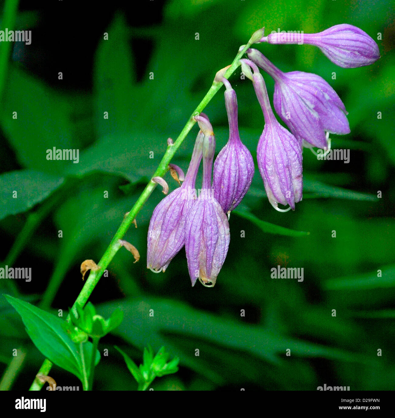 Fiori a campana, Famiglia Campanulaceae Foto Stock
