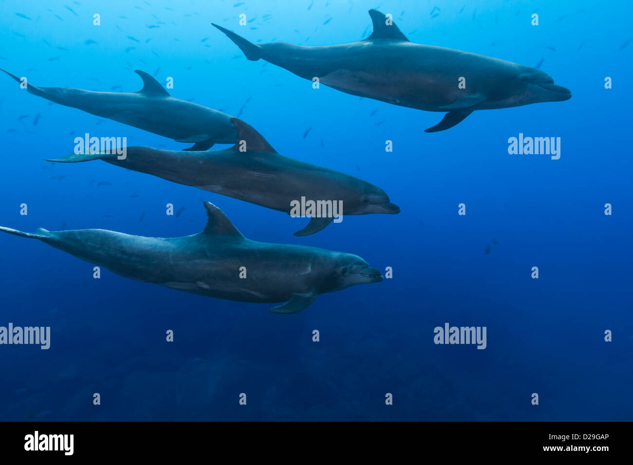 Un pod di delfini (tursiops truncatus) nuotare nelle acque del Archipielago de Revillagigedo, Las Cuevitas divesite Foto Stock