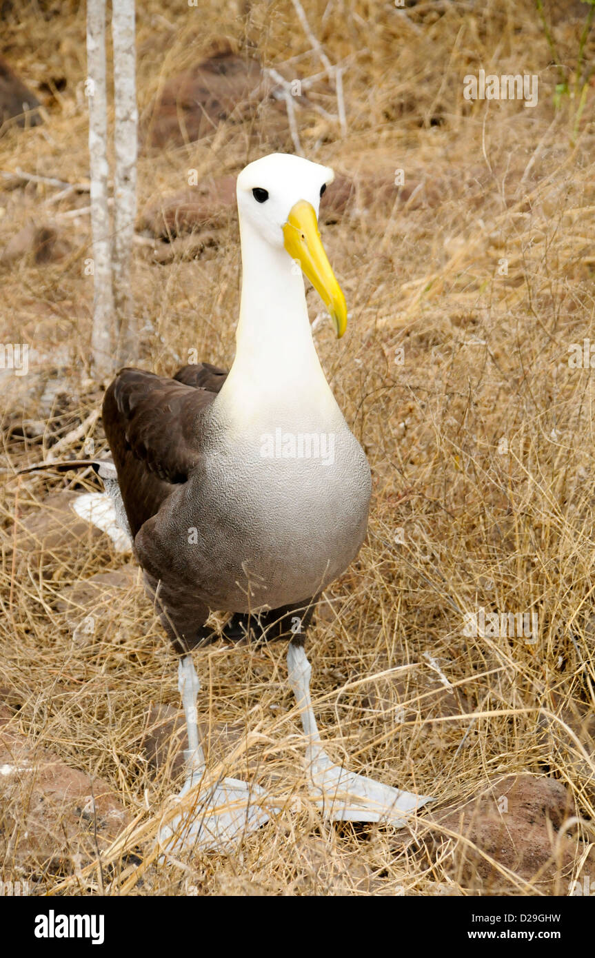 Ecuador Isole Galapagos, Albatross Foto Stock
