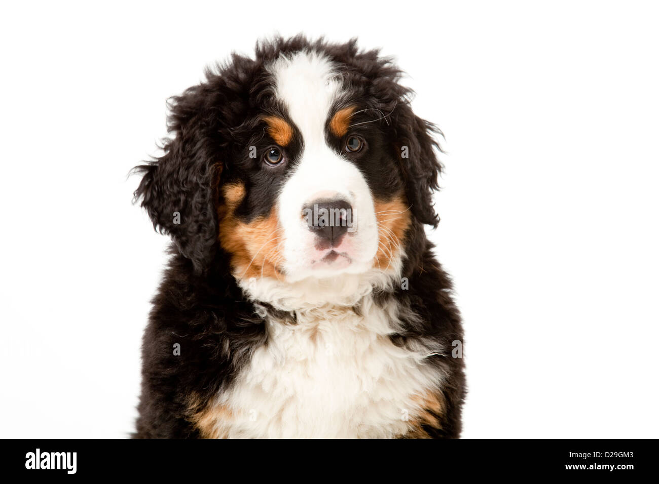 Dieci settimane vecchio Bovaro del Bernese cucciolo Foto Stock