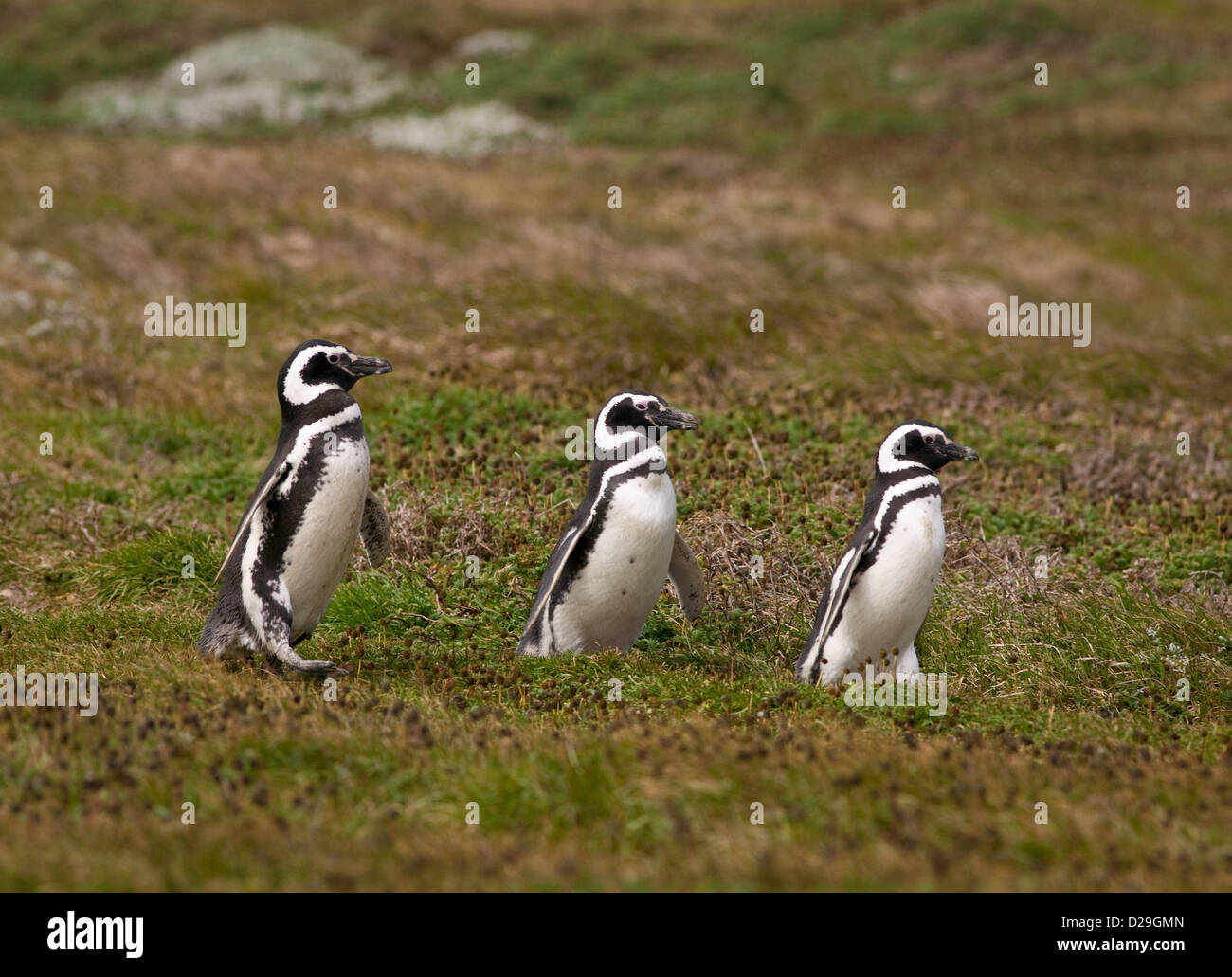 Tre Magellenic Pinguini camminare in linea, Otway Sound, Cile. Foto Stock
