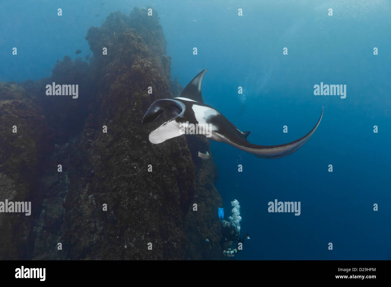 Giant oceanc manta ray nuoto al di sopra di un subacqueo in Archipielago de Revillagigedo, Messico Rocio del Mar, Socorro Isole. Foto Stock