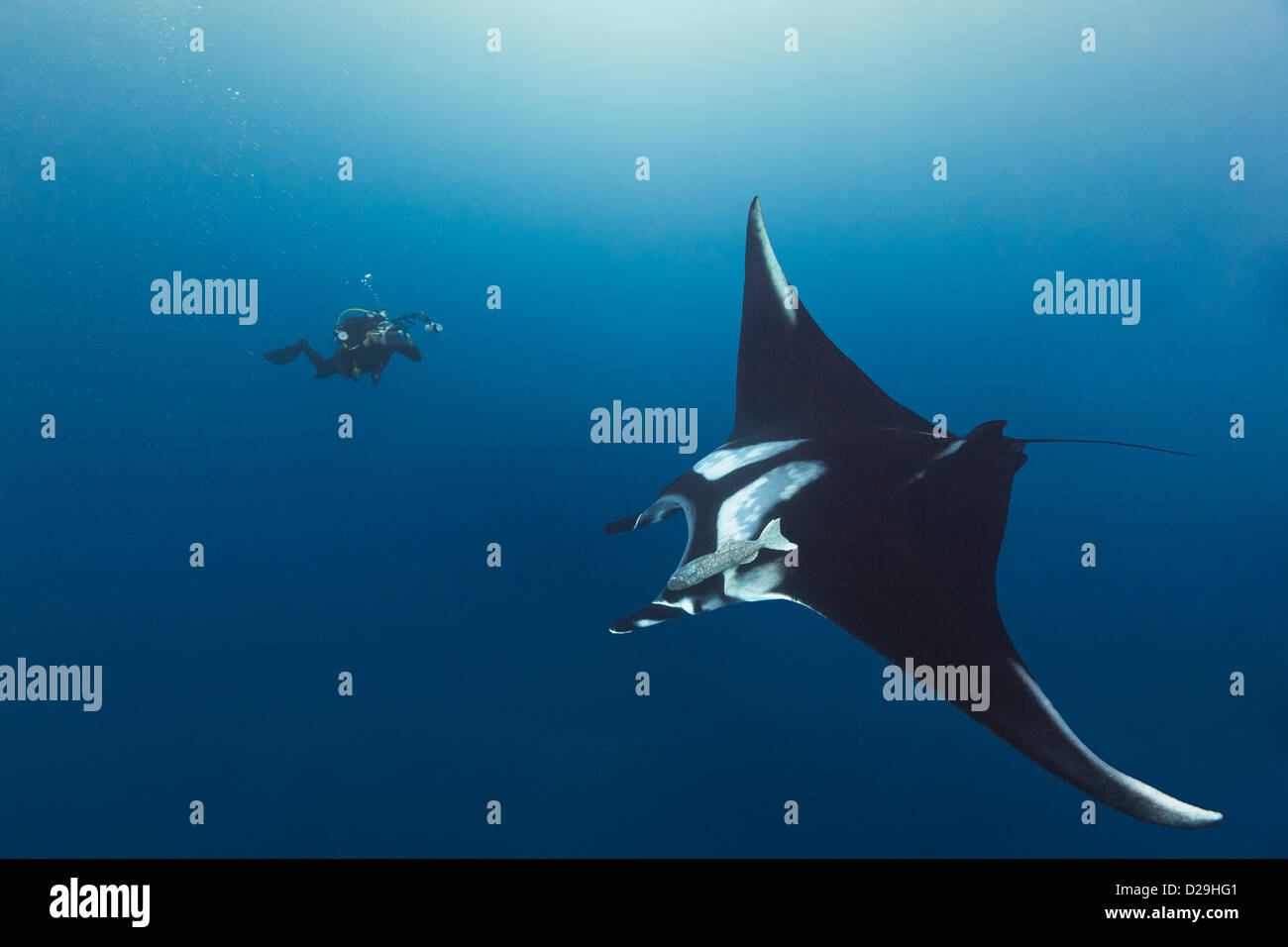 Giant oceanic manta ray fotografato in acqua al di fuori del Archipielago de Revillagigedo, Messico Punta Tosca divesite Foto Stock