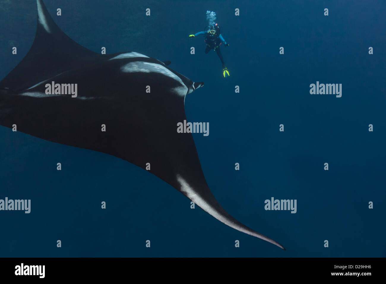 Giant oceanic manta ray nuoto con un subacqueo in acqua al di fuori del Archipielago de Revillagigedo, Messico Punta Tosca divesite Foto Stock