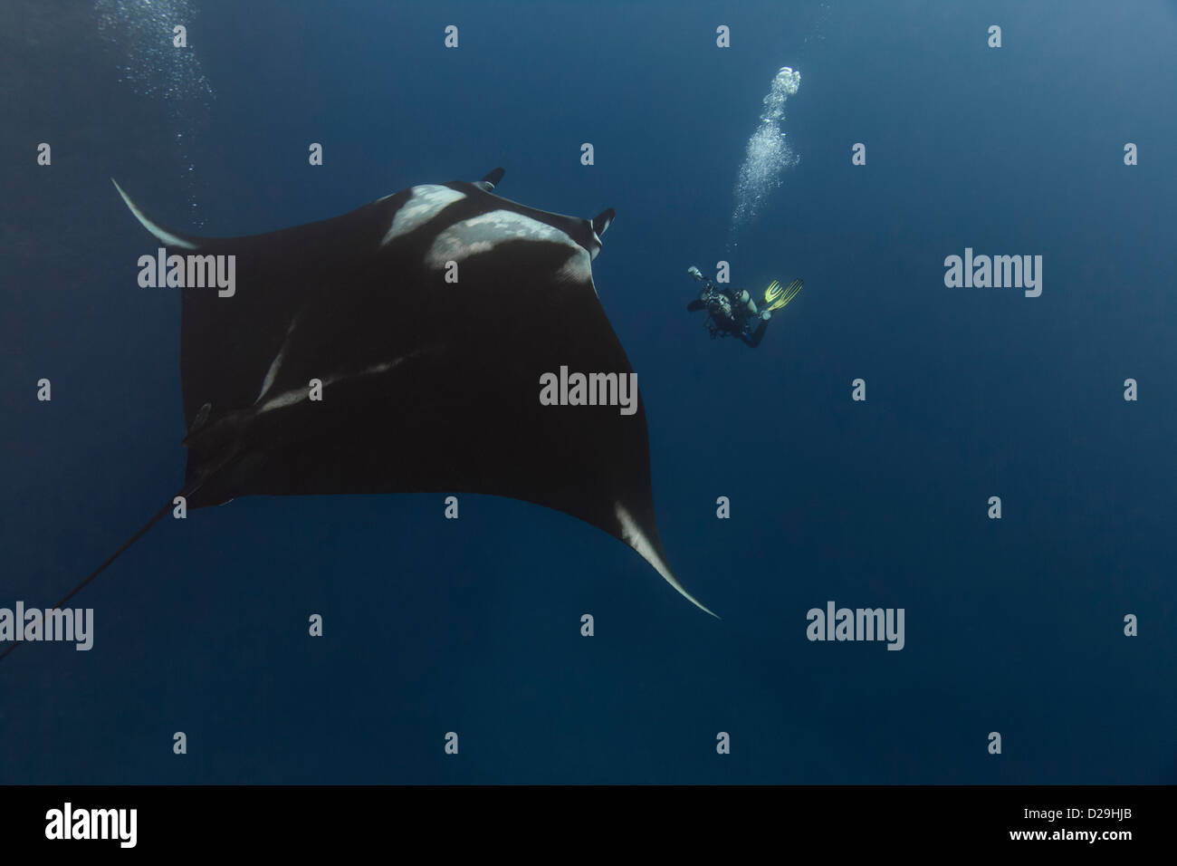 Giant oceanic manta ray fotografato in acqua al di fuori del Archipielago de Revillagigedo, Messico Punta Tosca divesite Foto Stock