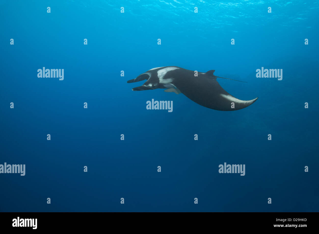 Giant oceanic manta ray (Manta birostris) nuoto in Archipielago de Revillagigedo Messico, Rocio del Mar, Socorro Islands Foto Stock