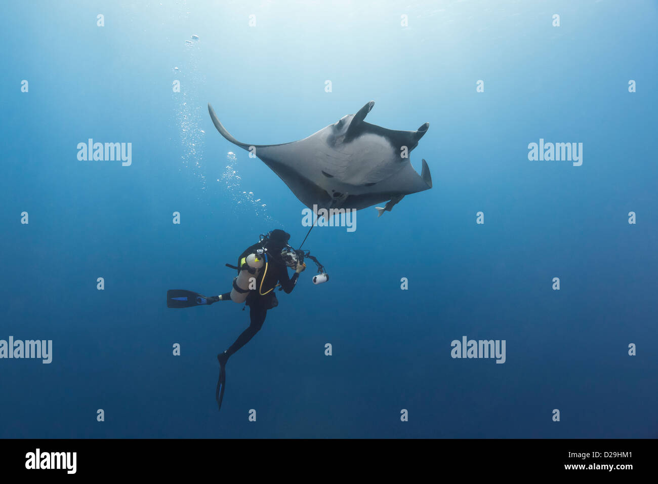 Subacqueo di scattare una foto da sotto giganteschi oceanic manta ray in Archipielgo de Revillagigedo, Messico Rocio del Mar, Socorro Islands Foto Stock