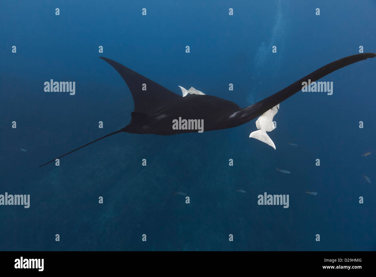 Giant oceanic manta ray nuotare sopra la barriera corallina del Archipielago de Revillagigedo, Messico Punta Tosca Divesite, Rocio del Mar Foto Stock