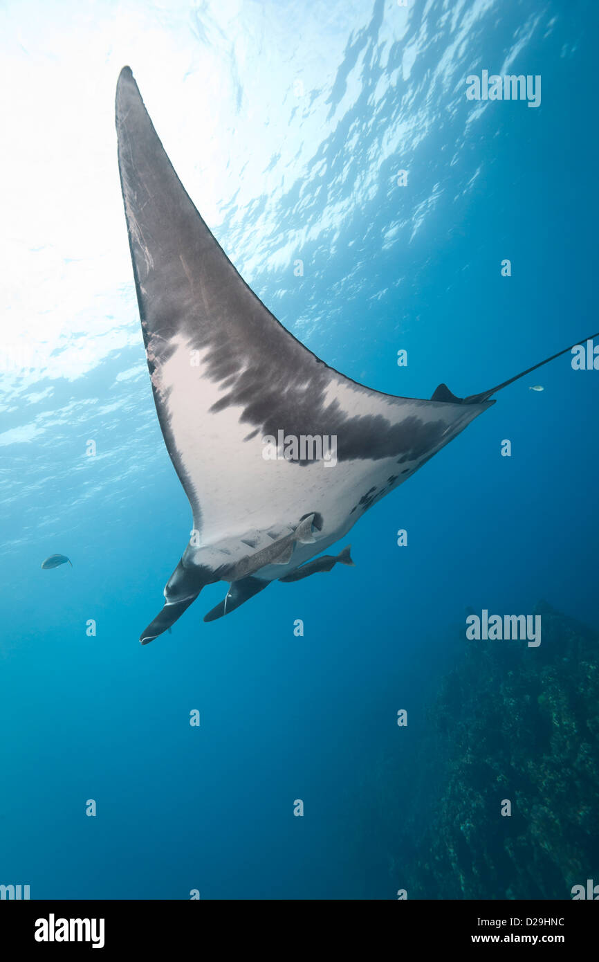 Giant oceanic manta ray nuotare sopra la barriera corallina del Archipielago de Revillagigedo, Messico Punta Tosca Divesite, Rocio del Mar Foto Stock