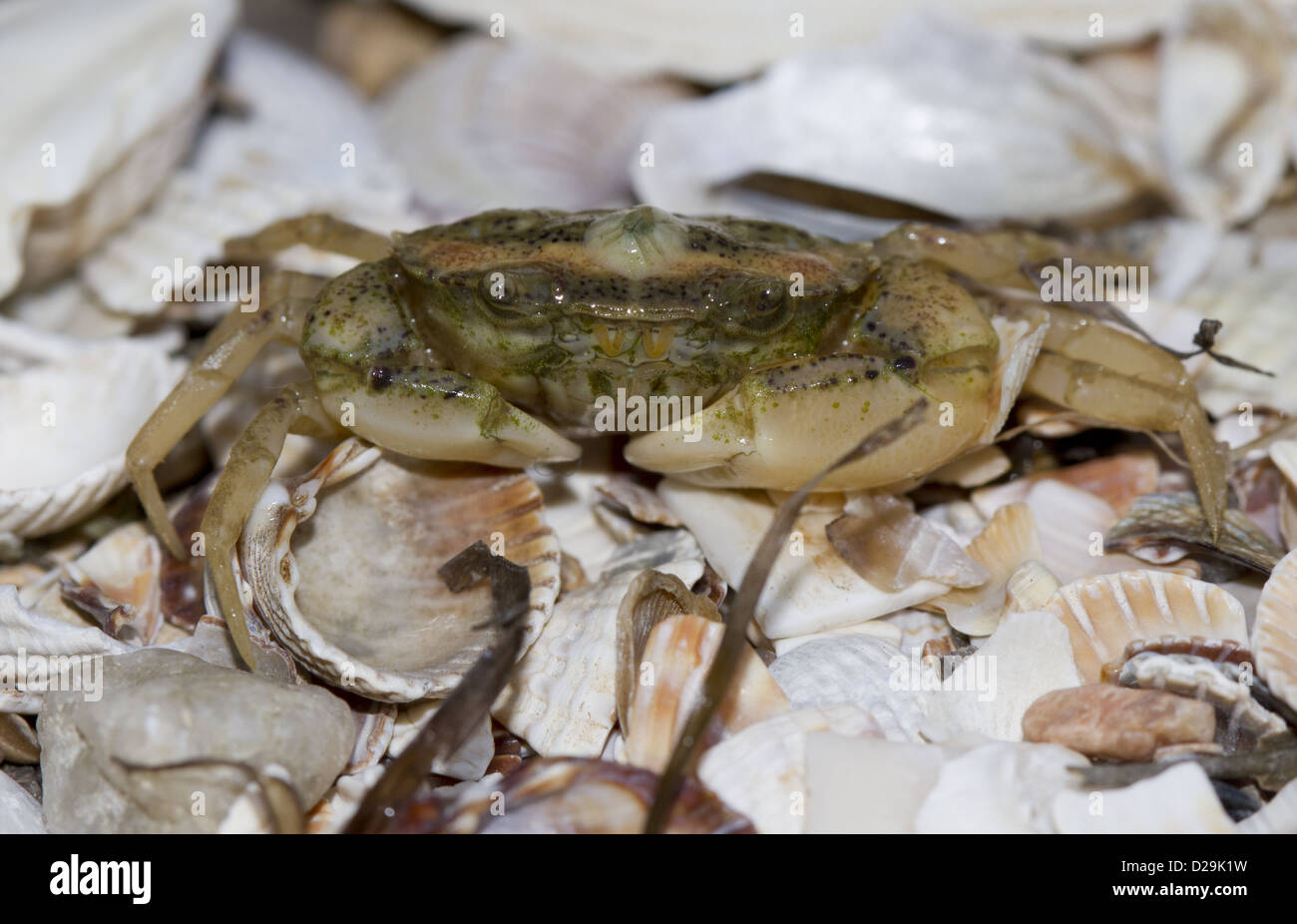 Granchio di mare seduti sulle rive sabbiose del Mare caldo. Foto Stock