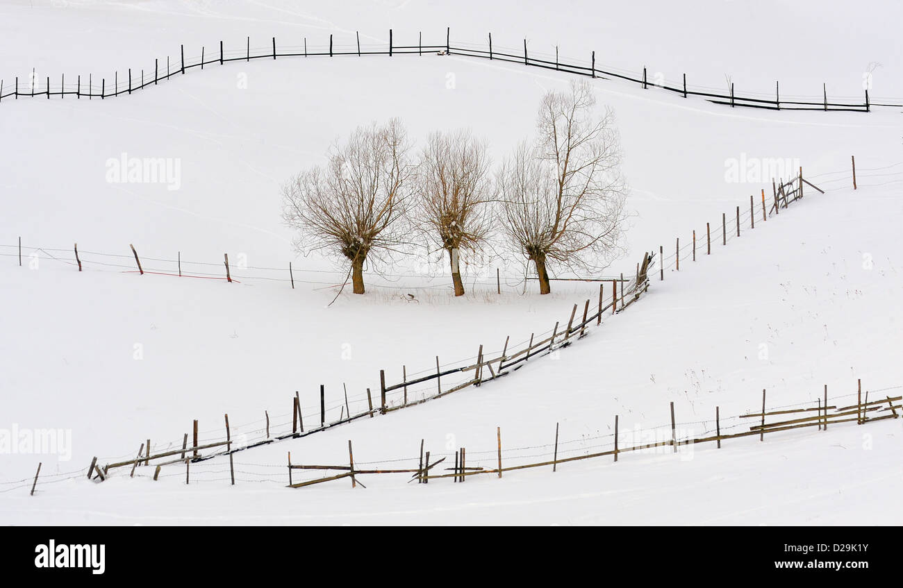 Alberi in inverno e recinzioni Foto Stock