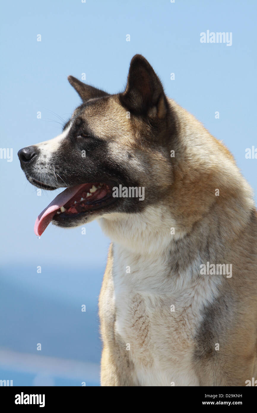 Cane Akita Americano / grande cane giapponese ritratto per adulti Foto Stock