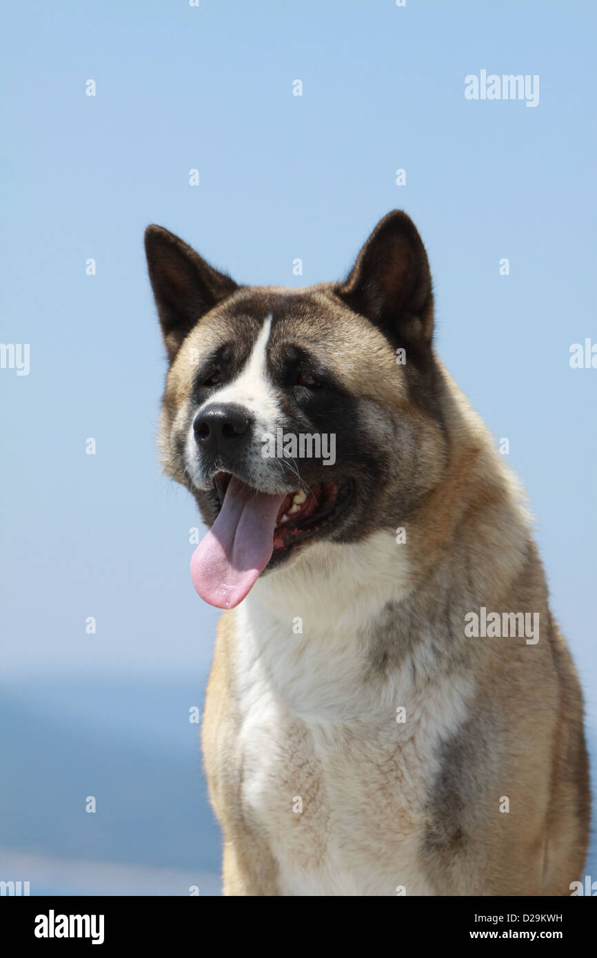 Cane Akita Americano / grande cane giapponese ritratto per adulti Foto Stock