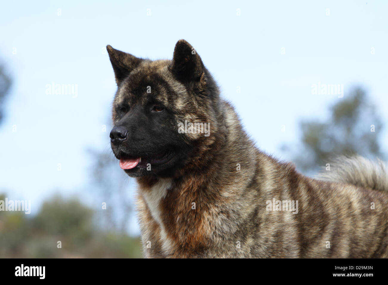 Cane Akita Americano / grande cane giapponese ritratto per adulti Foto Stock
