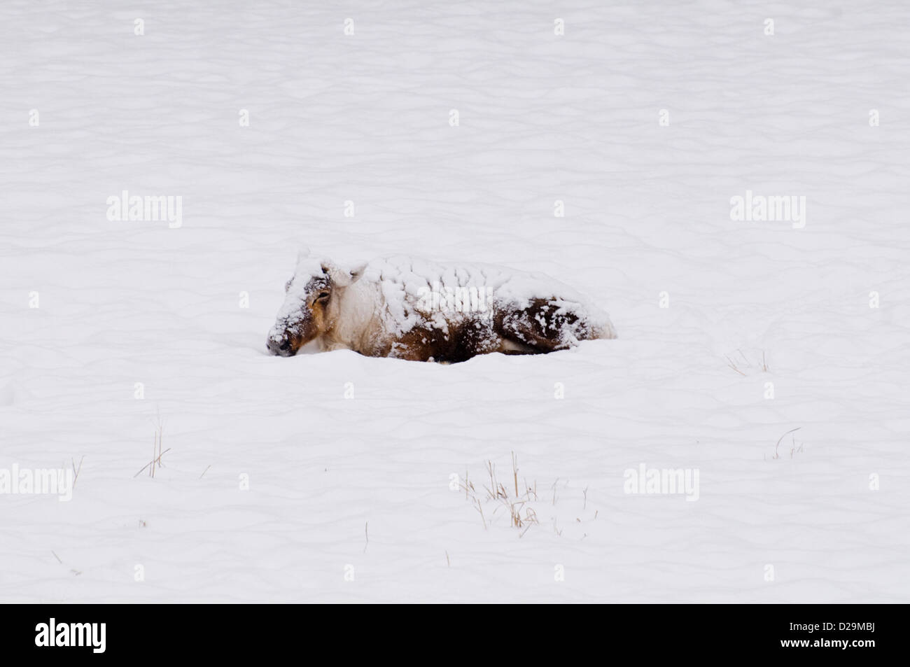 Terreno boscoso dei caribù nella neve Foto Stock