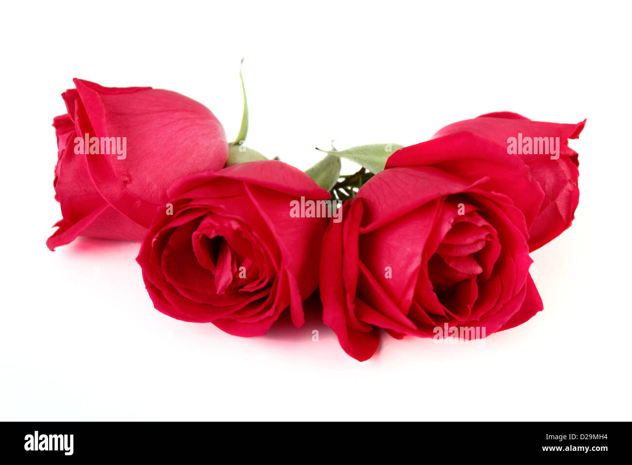 Quattro rose Foto Stock