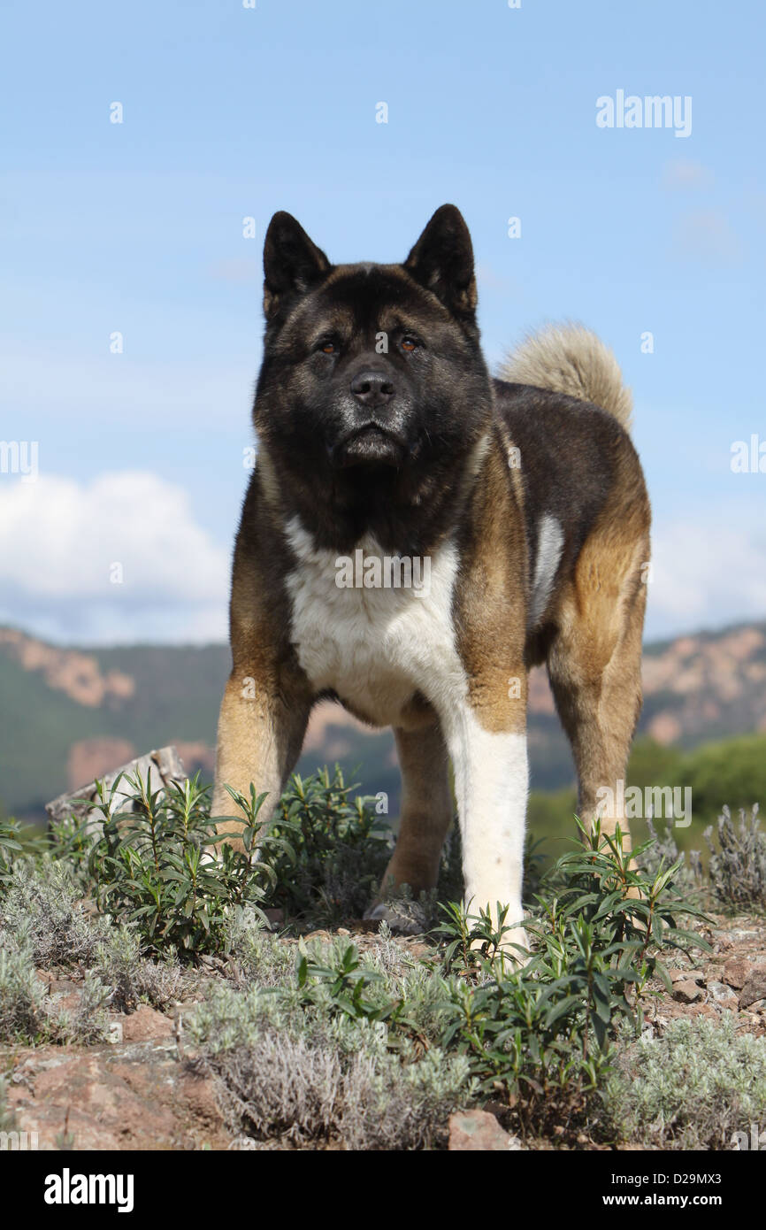 Cane Akita Americano / grande cane giapponese permanente per adulti Foto Stock