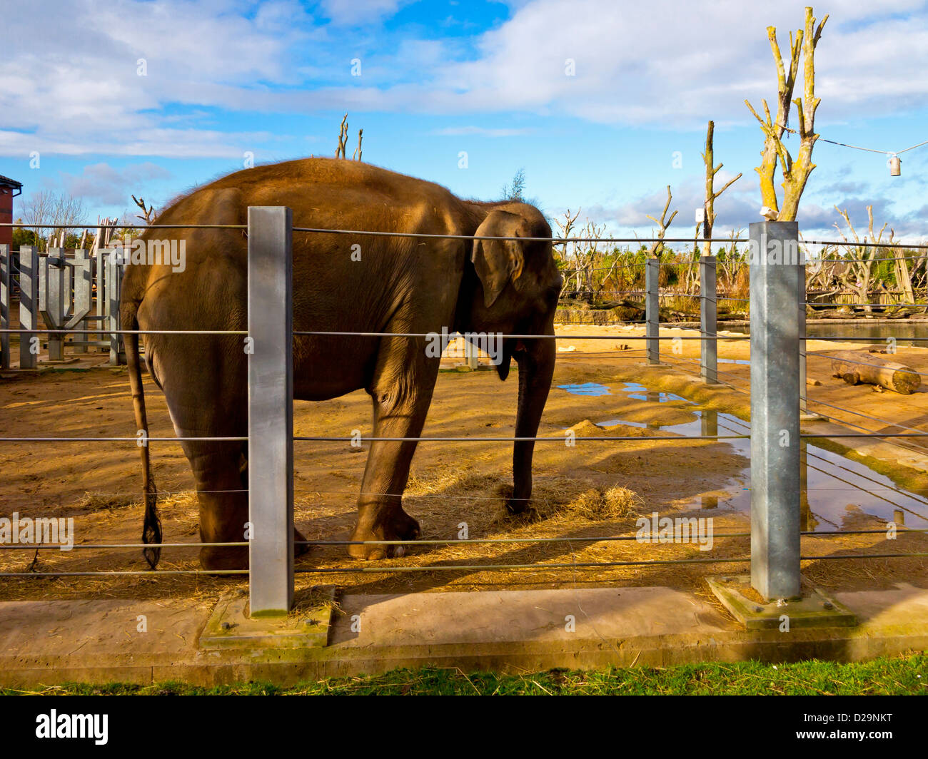 O asiatico Elefante asiatico Elephas maximus in cattività presso lo Zoo Twycross LEICESTERSHIRE REGNO UNITO Inghilterra Foto Stock