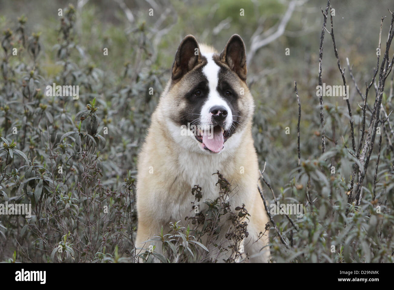 Cane Akita Americano / grande cane giapponese ritratto per adulti Foto Stock