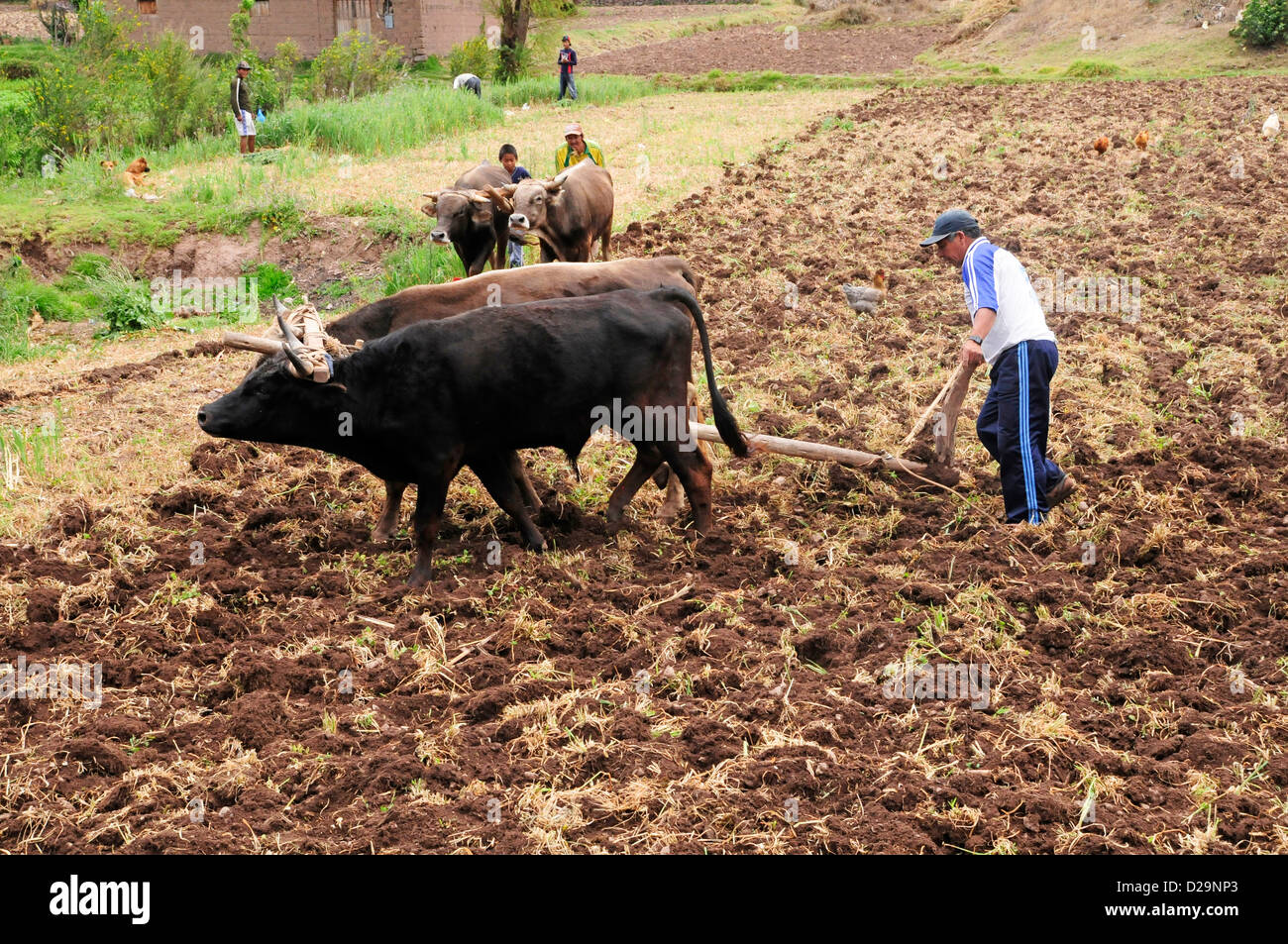 Gli agricoltori utilizzando aratri di legno, Perù Foto Stock