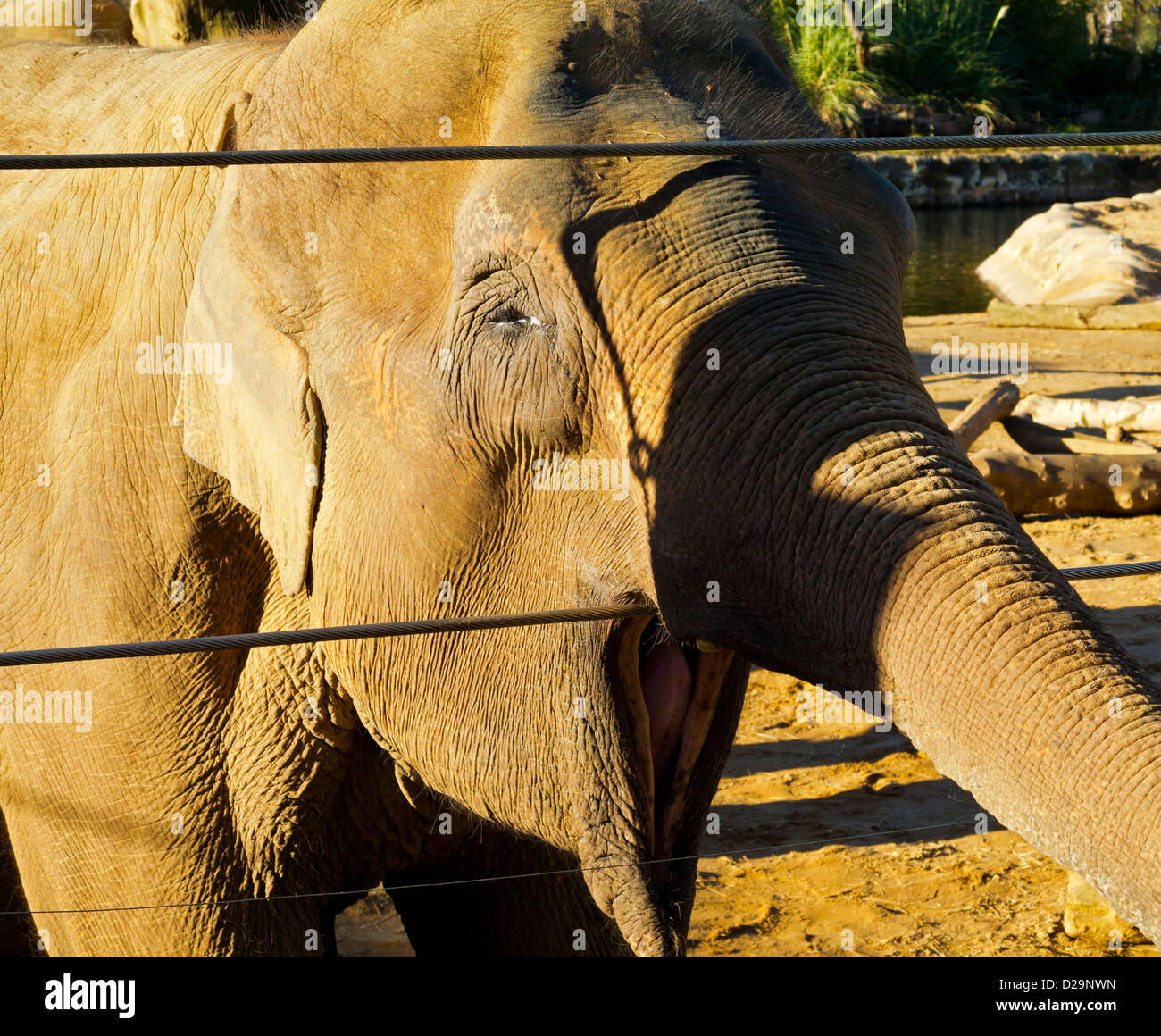 O asiatico Elefante asiatico Elephas maximus in cattività presso lo Zoo Twycross LEICESTERSHIRE REGNO UNITO Inghilterra Foto Stock