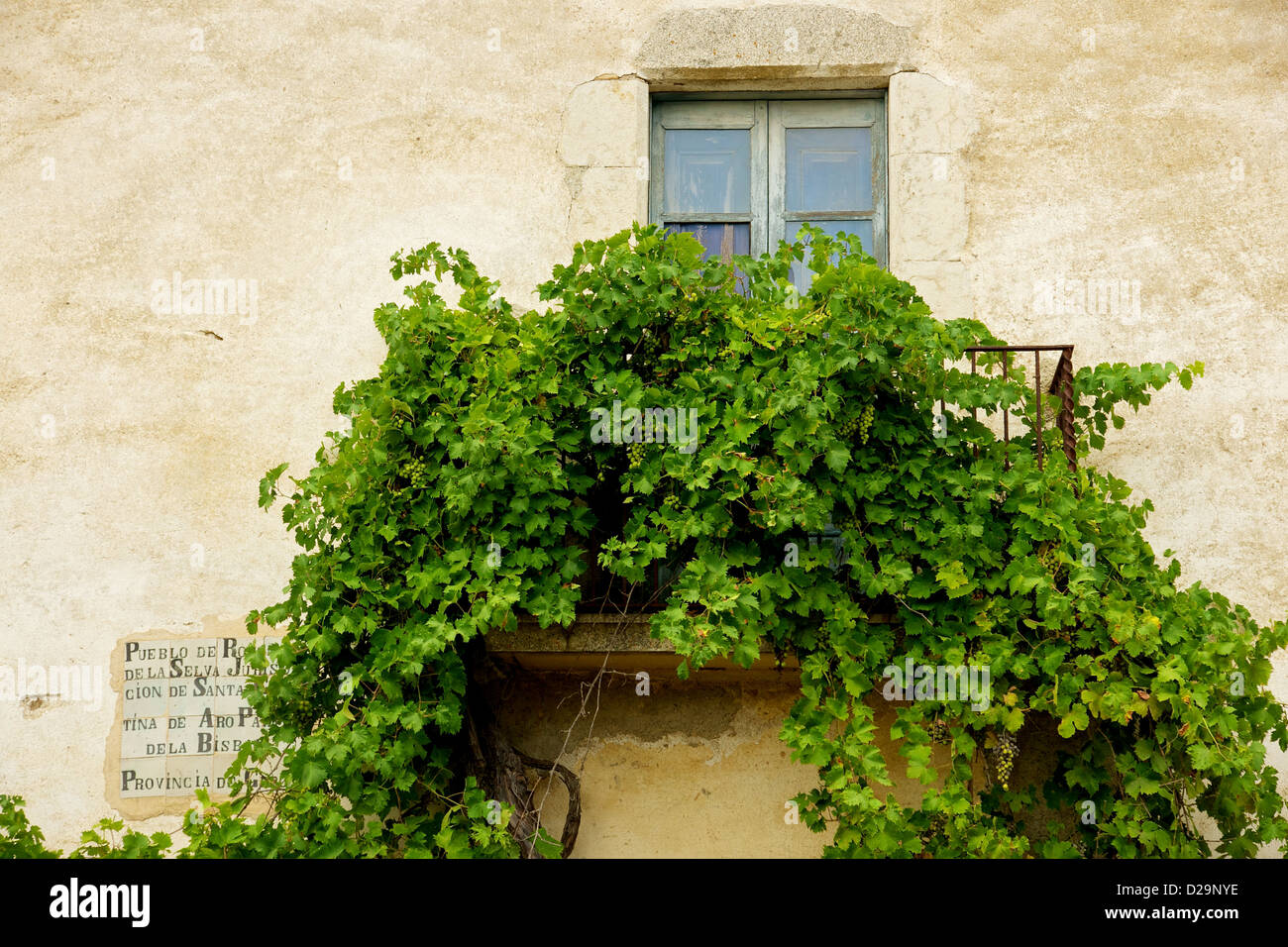 Fotografia di un balcone con un vitigno sovradimensionate che cresce su una ringhiera. Foto Stock