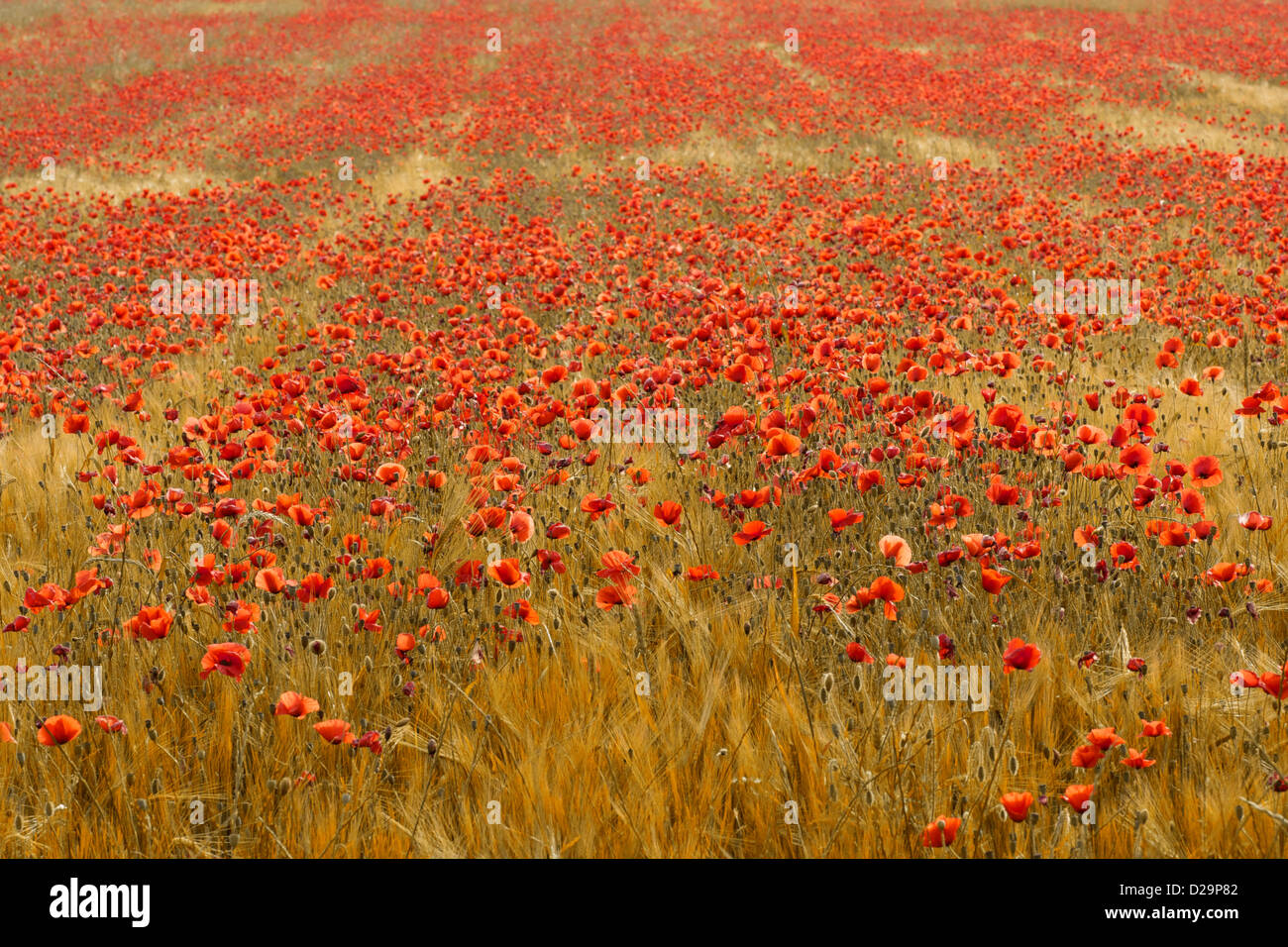 Fotografia di papaveri rossi che cresce in un campo dorato di grano. Foto Stock