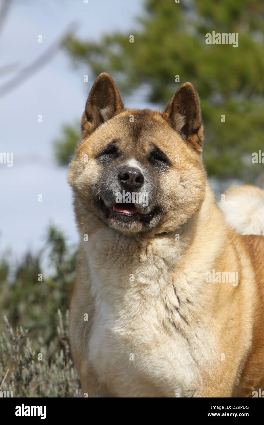 Cane Akita Americano / grande cane giapponese ritratto per adulti Foto Stock