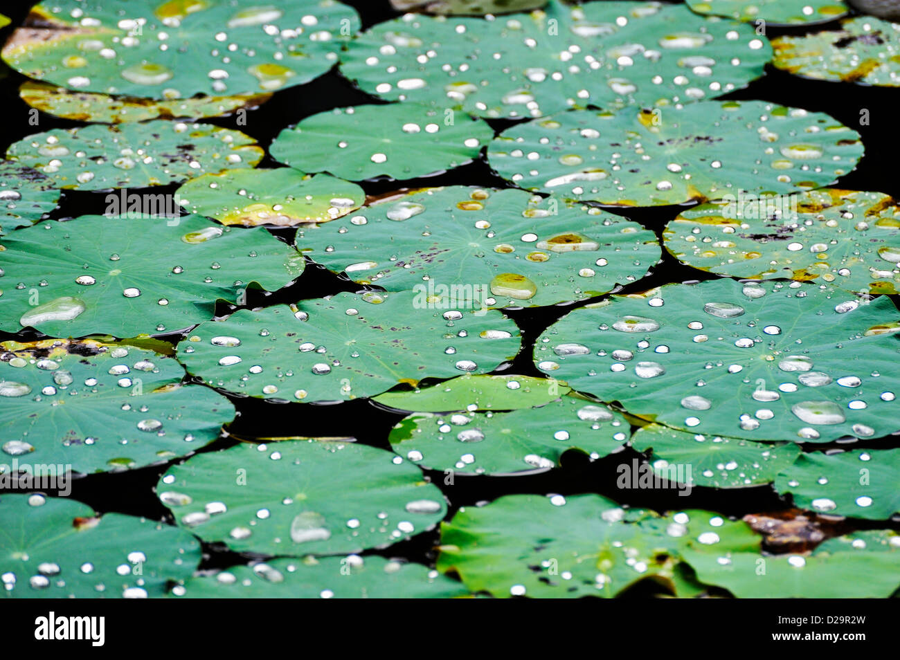Giglio di acqua con gocce di pioggia, Hanoi, Vietnam Foto Stock