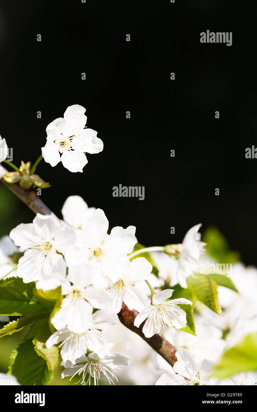 Dettaglio di apple blossom tree con un sacco di sfondo scuro ideale per spazio di copia Foto Stock