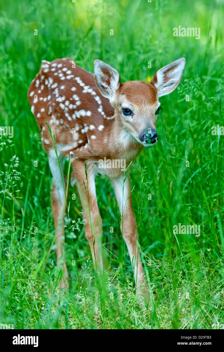 White-Tailed Deer Fawn Foto Stock