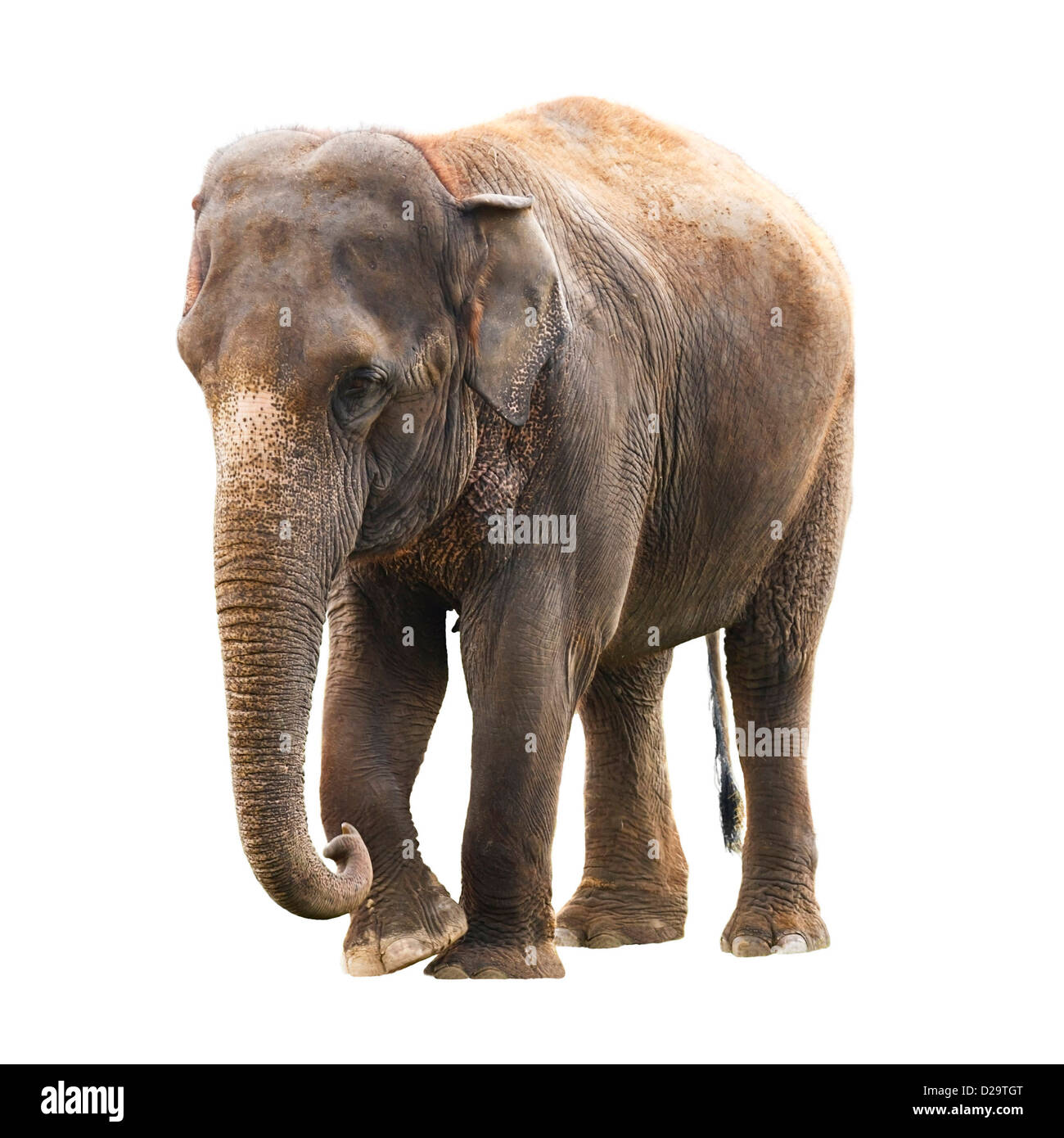 Elephant isolata contro uno sfondo bianco con tracciato di ritaglio Foto Stock