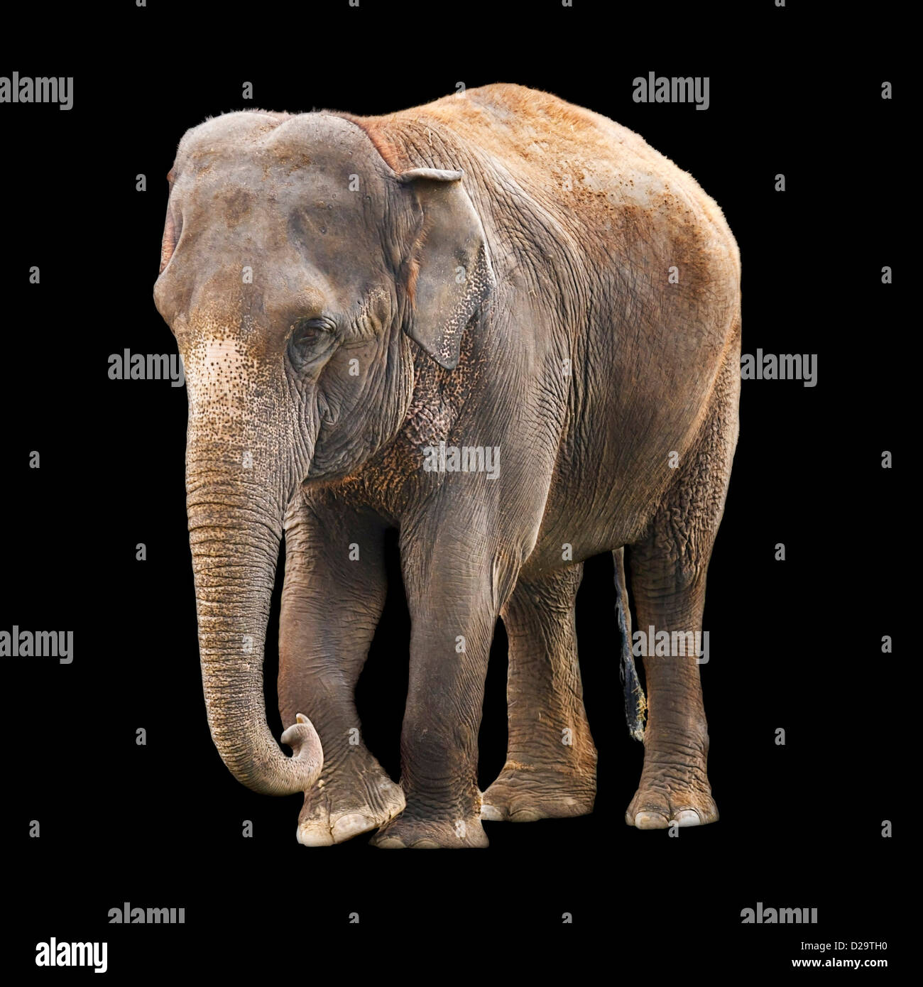 L'elefante indiano isolata contro uno sfondo nero con tracciato di ritaglio Foto Stock