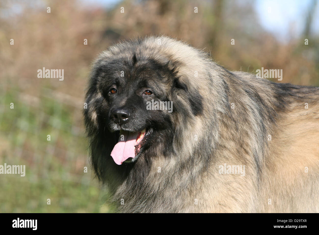 Cane Sarplaninac / Pastore jugoslavo charplaninatz / ritratto per adulti Foto Stock