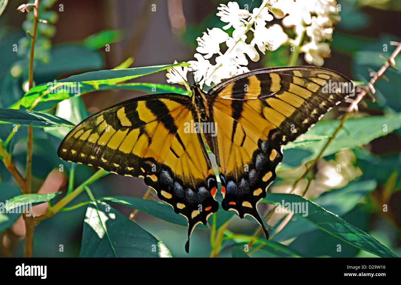 Orientale a coda di rondine di Tiger butterfly fotografato nel lavaggio, Queens, a New York City Foto Stock