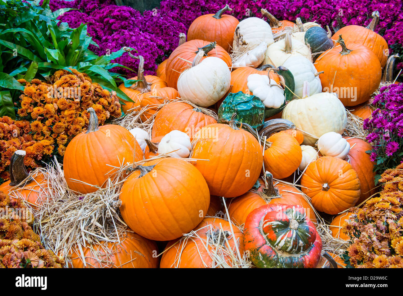 Una varietà di zucche colorate Foto Stock