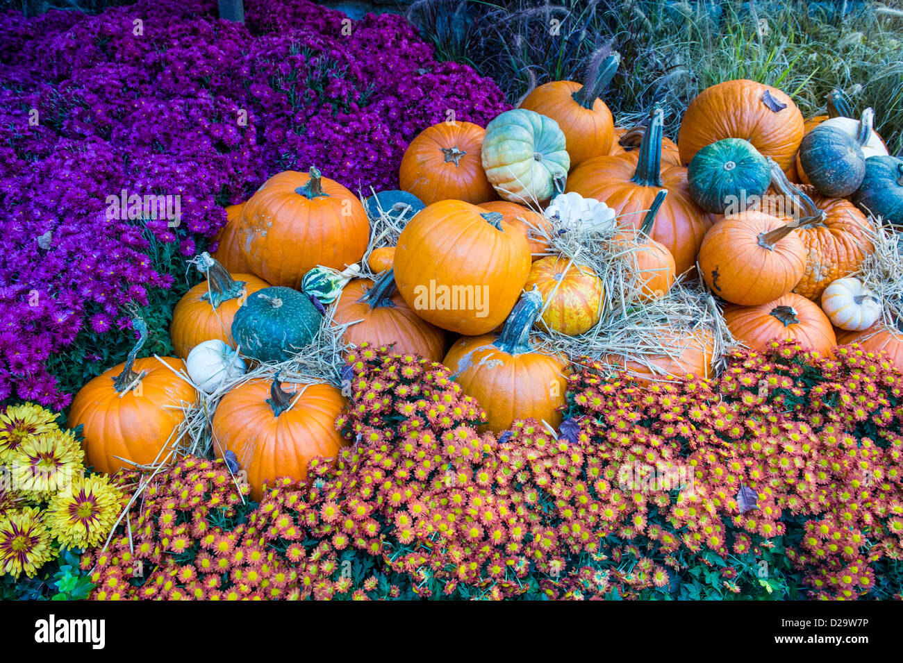 Una varietà di zucche colorate Foto Stock