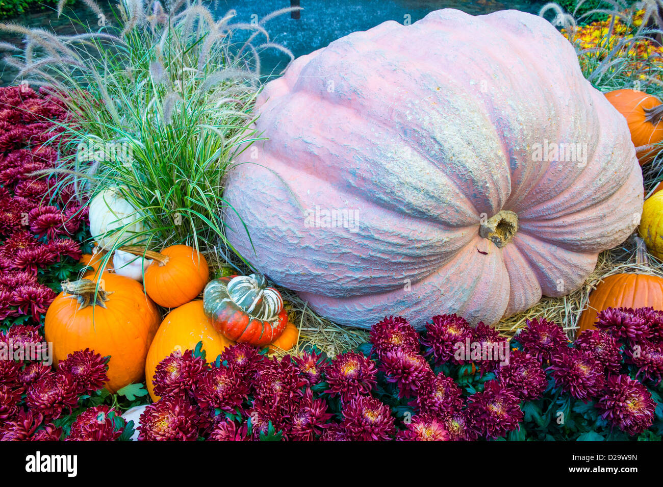 Una varietà di zucche colorate Foto Stock