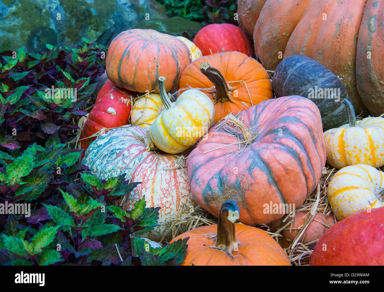 Una varietà di zucche colorate Foto Stock