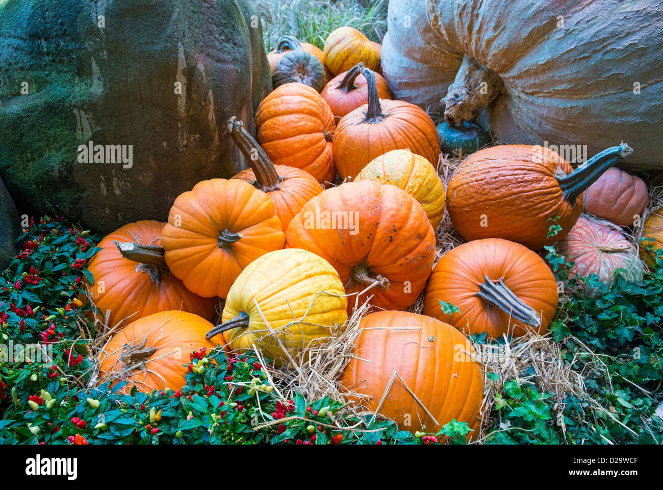 Una varietà di zucche colorate Foto Stock
