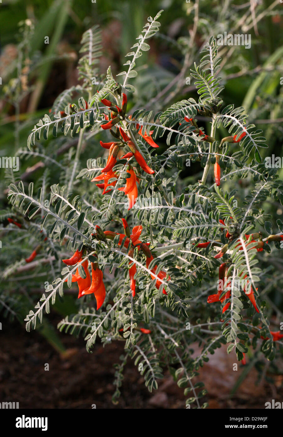 Pisello di palloncino o cancro Bush, Sutherlandia frutescens, Fabaceae. Sud Africa. Foto Stock