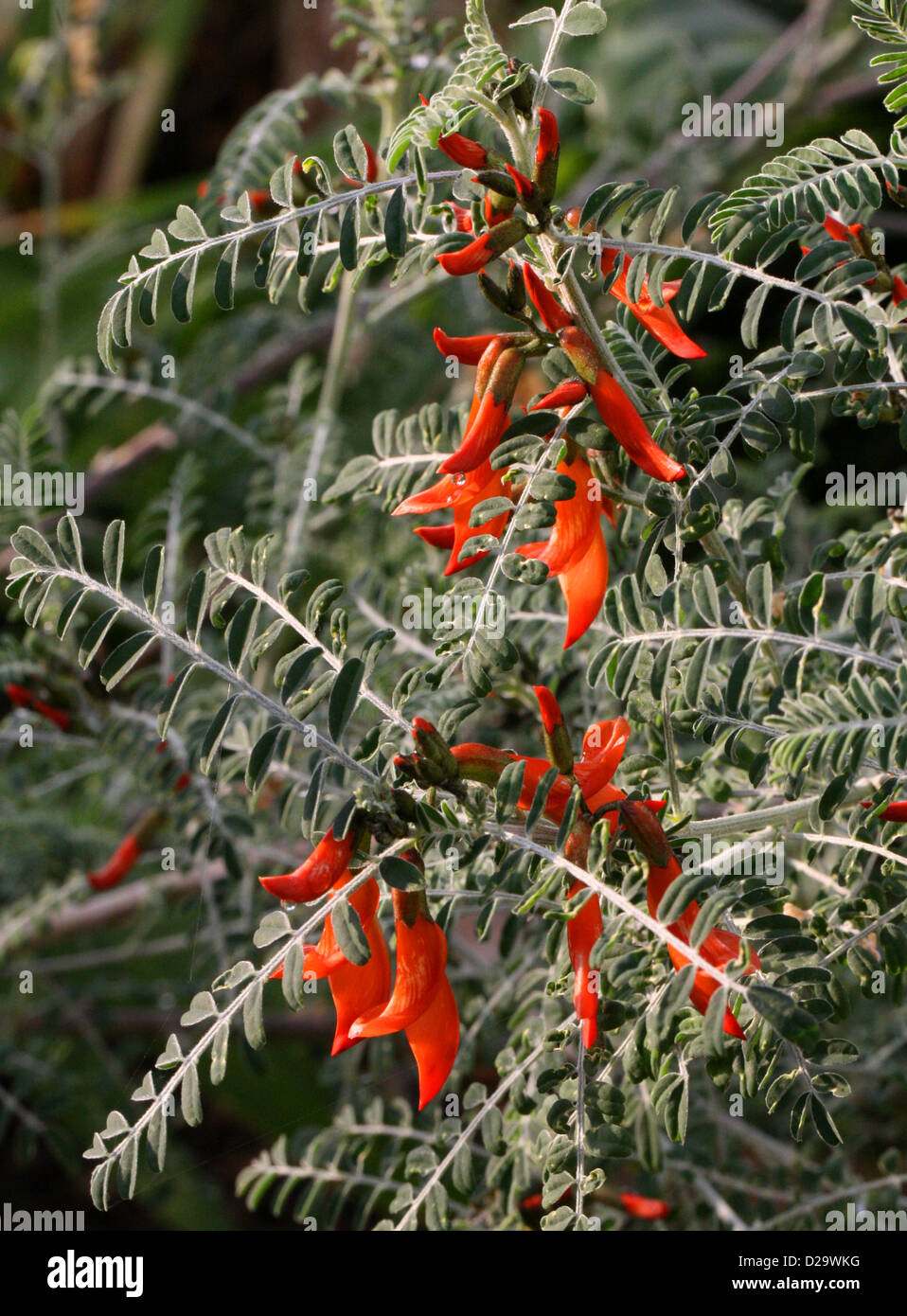 Pisello di palloncino o cancro Bush, Sutherlandia frutescens, Fabaceae. Sud Africa. Foto Stock