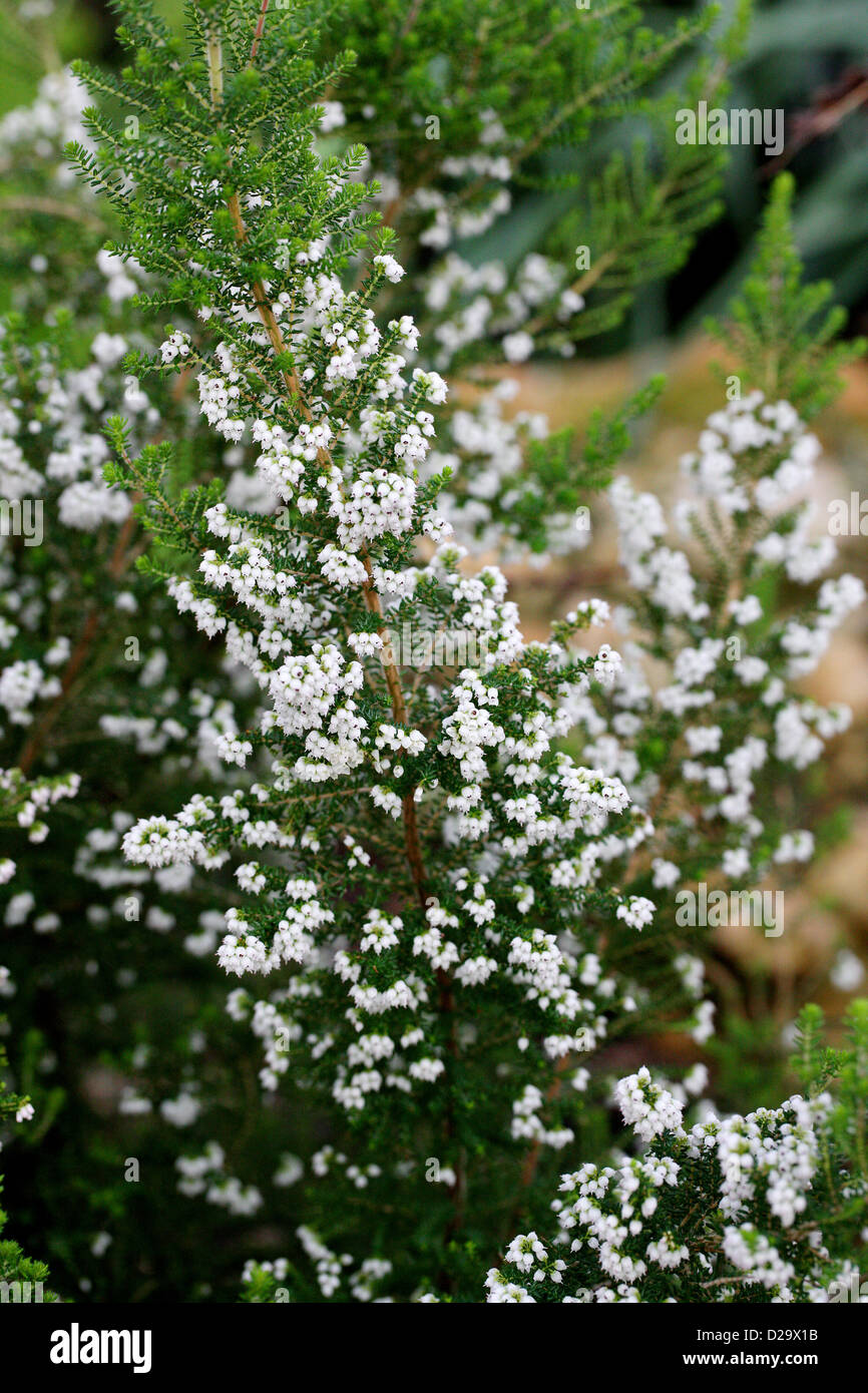 Cape erica Erica capensis, Ericaceae. La provincia del Capo, in Sud Africa. Foto Stock