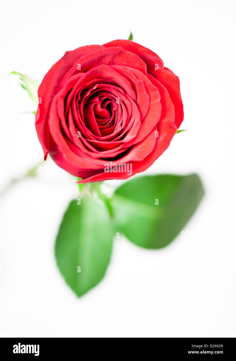 Una sola rosa rossa su uno sfondo bianco. Foto Stock
