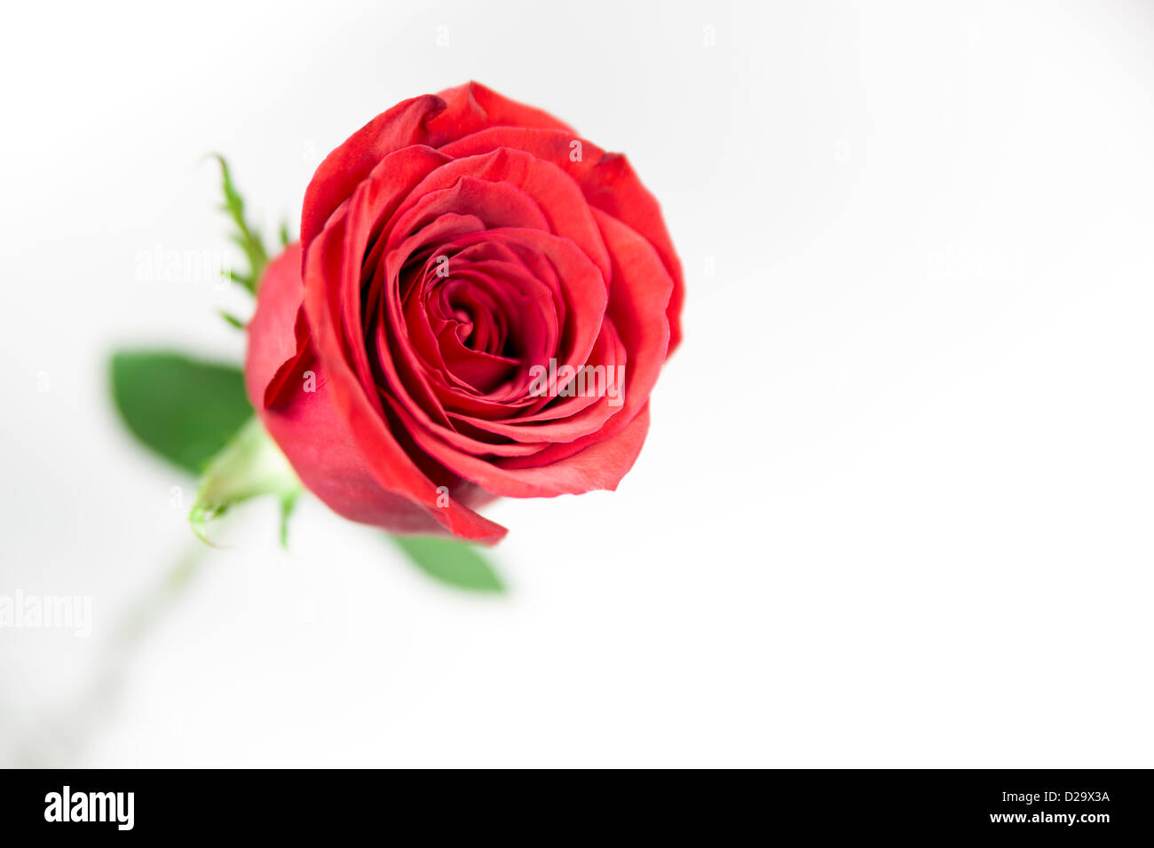 Una sola rosa rossa su uno sfondo bianco. Foto Stock