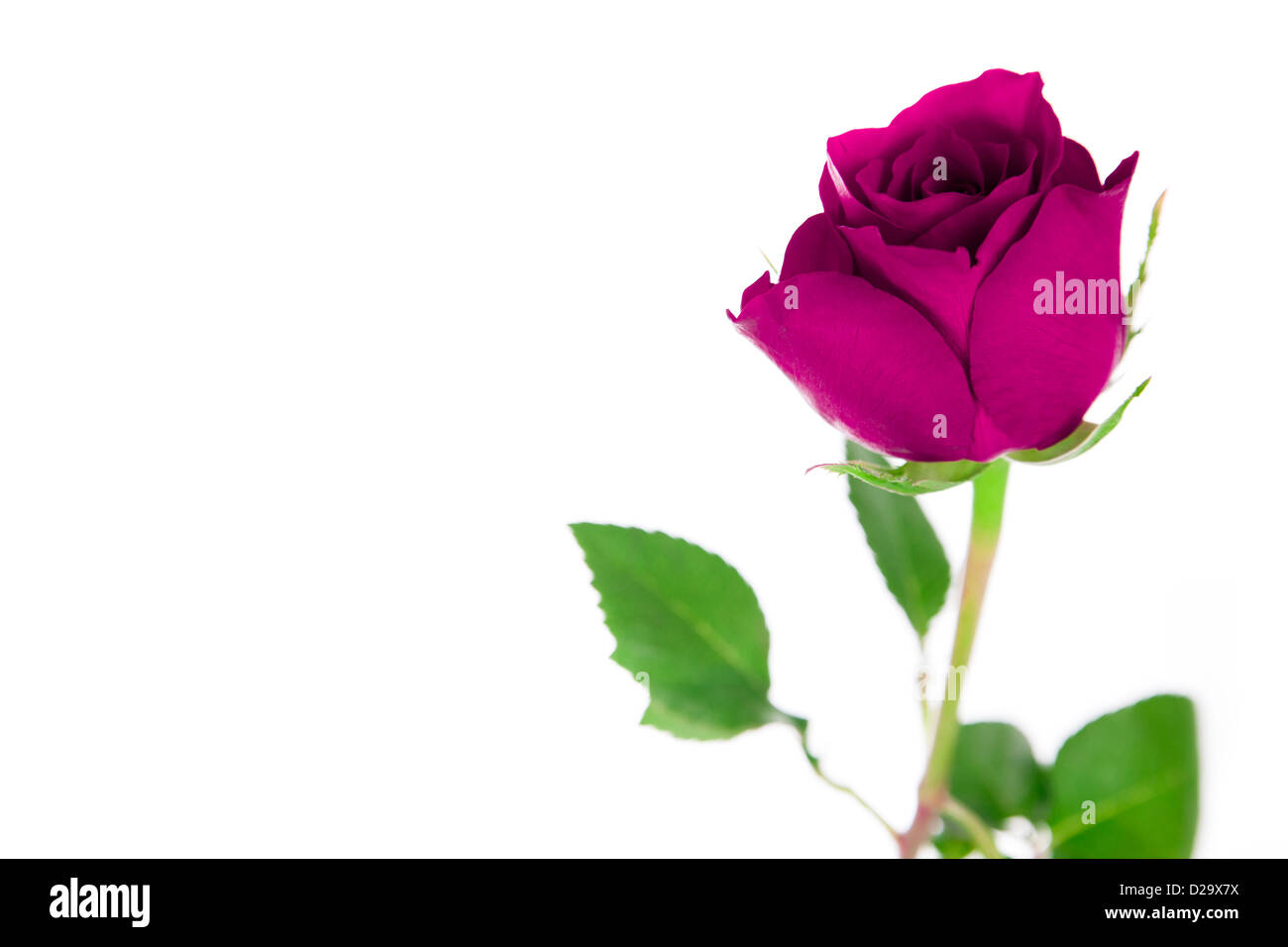 Una sola rosa rosa su sfondo bianco. Foto Stock